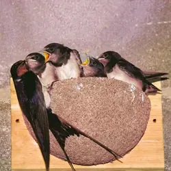 Zwaluw-nestkasten