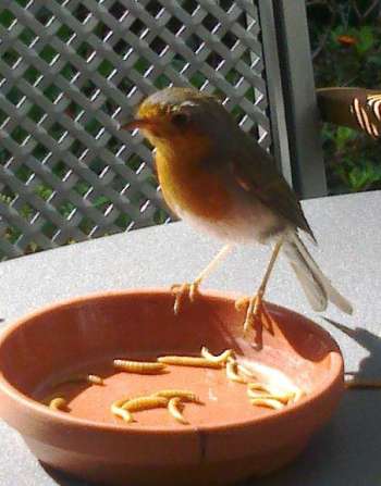 Roodborst