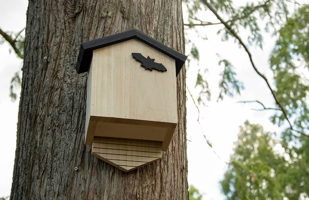 Een houten vleermuiskist die hoog op een boom in een bos is geplaatst. Op de voorkant staat een zwart embleem van een vleermuis.