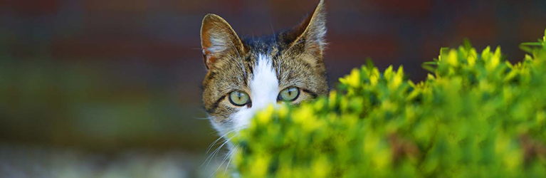 Hoe voorkom je dat katten egelvoer opeten?
