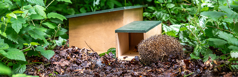 Waar plaats je een egelhuis?