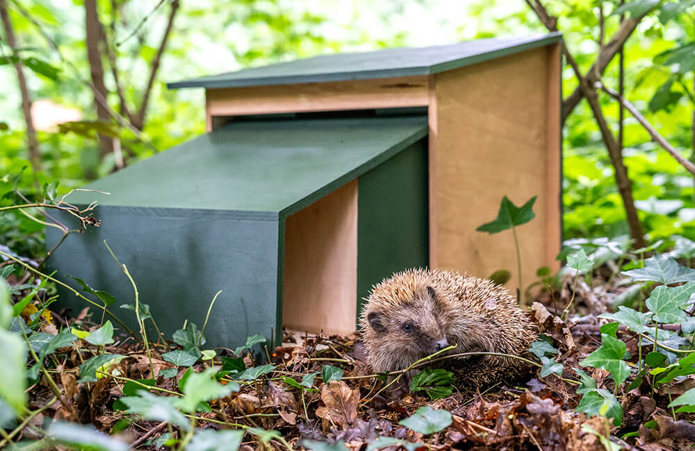 Een egel inspecteert een egelhuis in het bos.