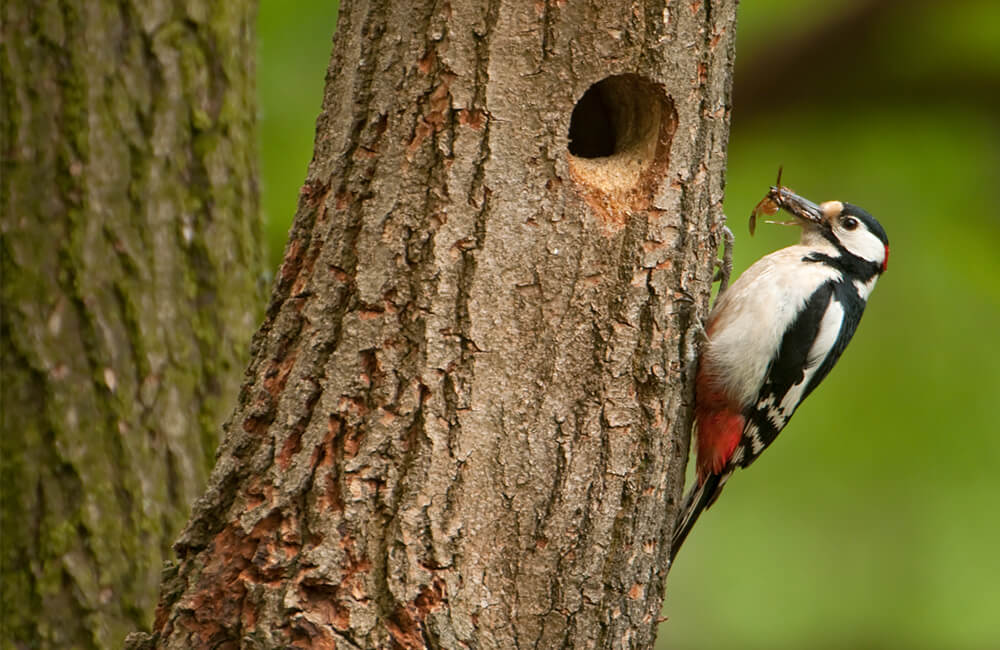 Specht op een boom