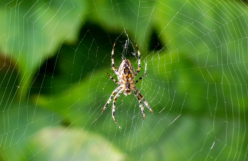 Een spin die in zijn web in de tuin zit.