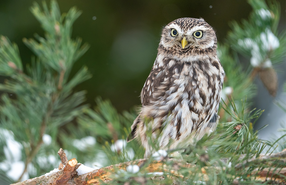 Een steenuil (Athene noctua) zit in de winter op een boomtak.