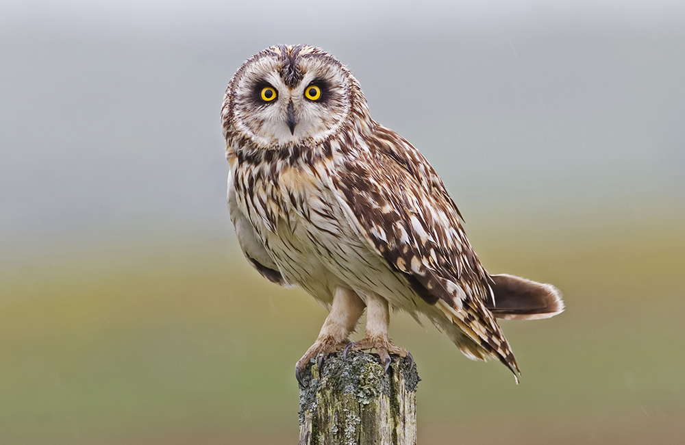 Een velduil (Asio flammeus) zittend op een boomstam.