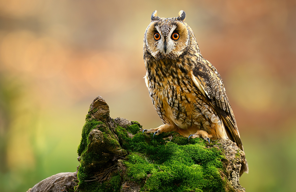 Een ransuil (Asio otus) zit op een met mos bedekte boomstam.