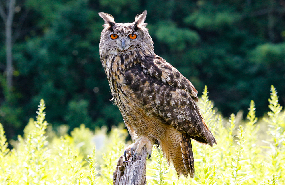 Een grimmig ogende oehoe (Bubo bubo) in een veld