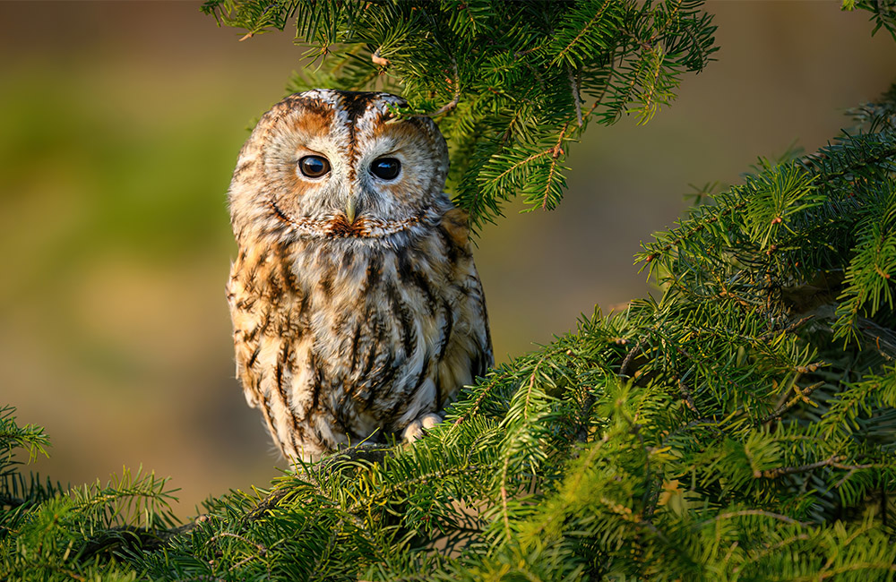 Een wilde bosuil (Strix aluco) zittend op een boomtak
