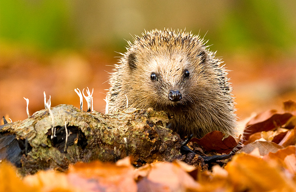 Een schattige egel tussen herfstbladeren die naar de toeschouwer kijkt.