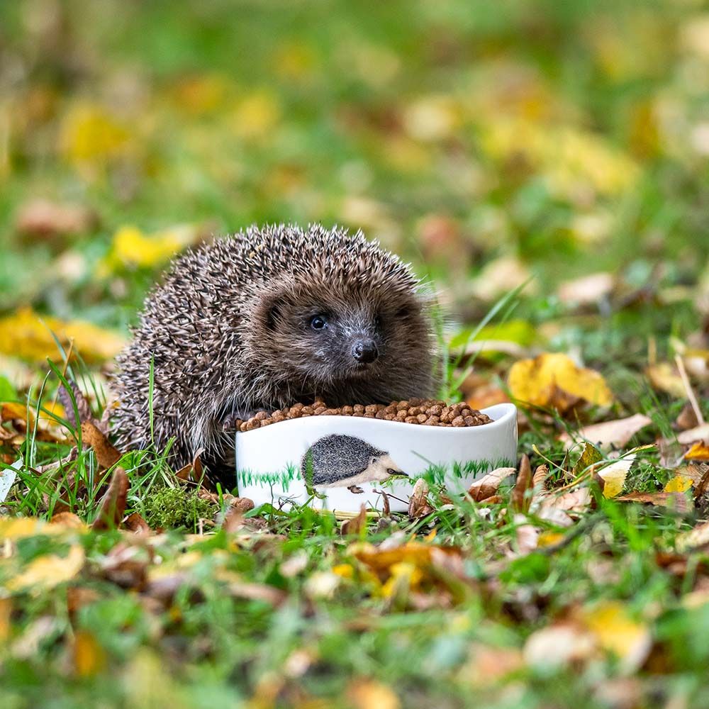 Een egel die Vivara egel voeding eet