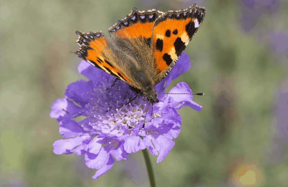 Een bij vliegt naar een bloem van een biologische plant om stuifmeel te verzamelen.