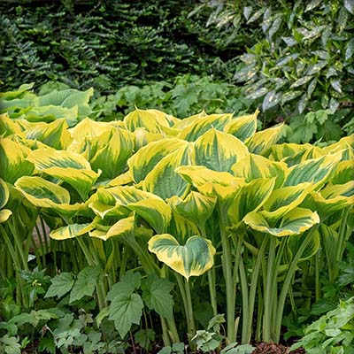 Hartlelie Queen Josephine (biologisch)