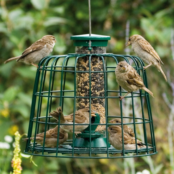 Verschillende vogels verzamelen zich in een bescherm voederhuisje