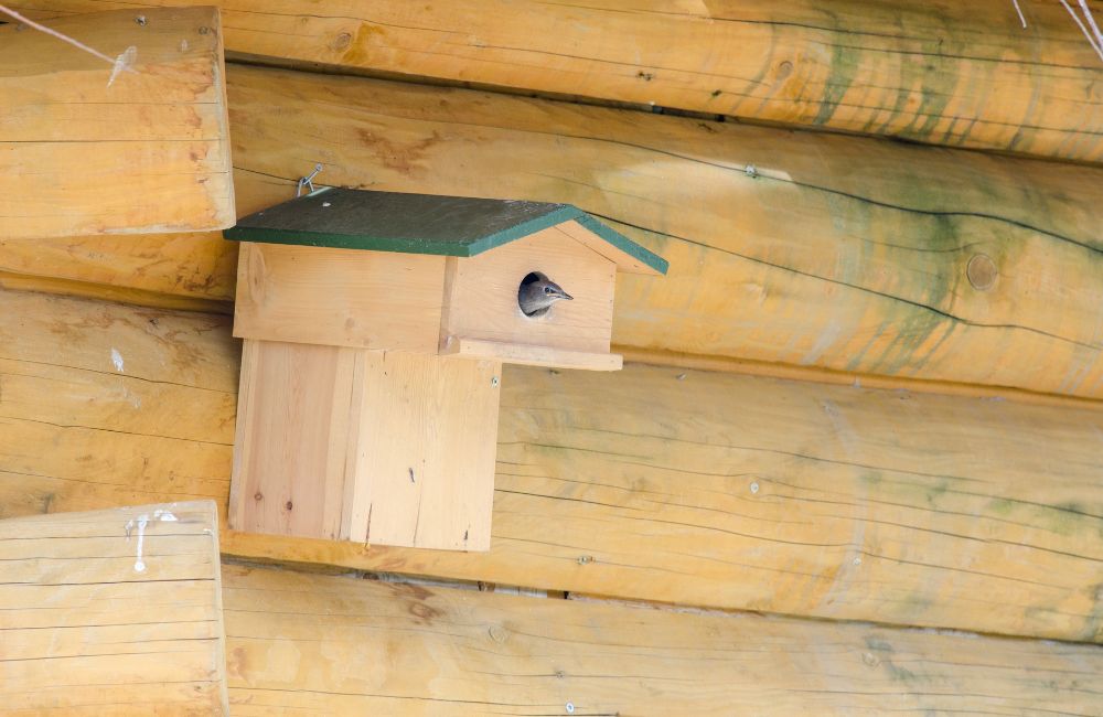 Een vogel steekt zijn kop uit een nestkast