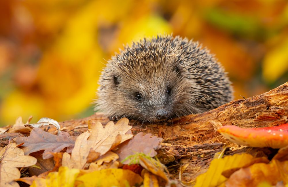 Een foto van een egel tussen de bladeren