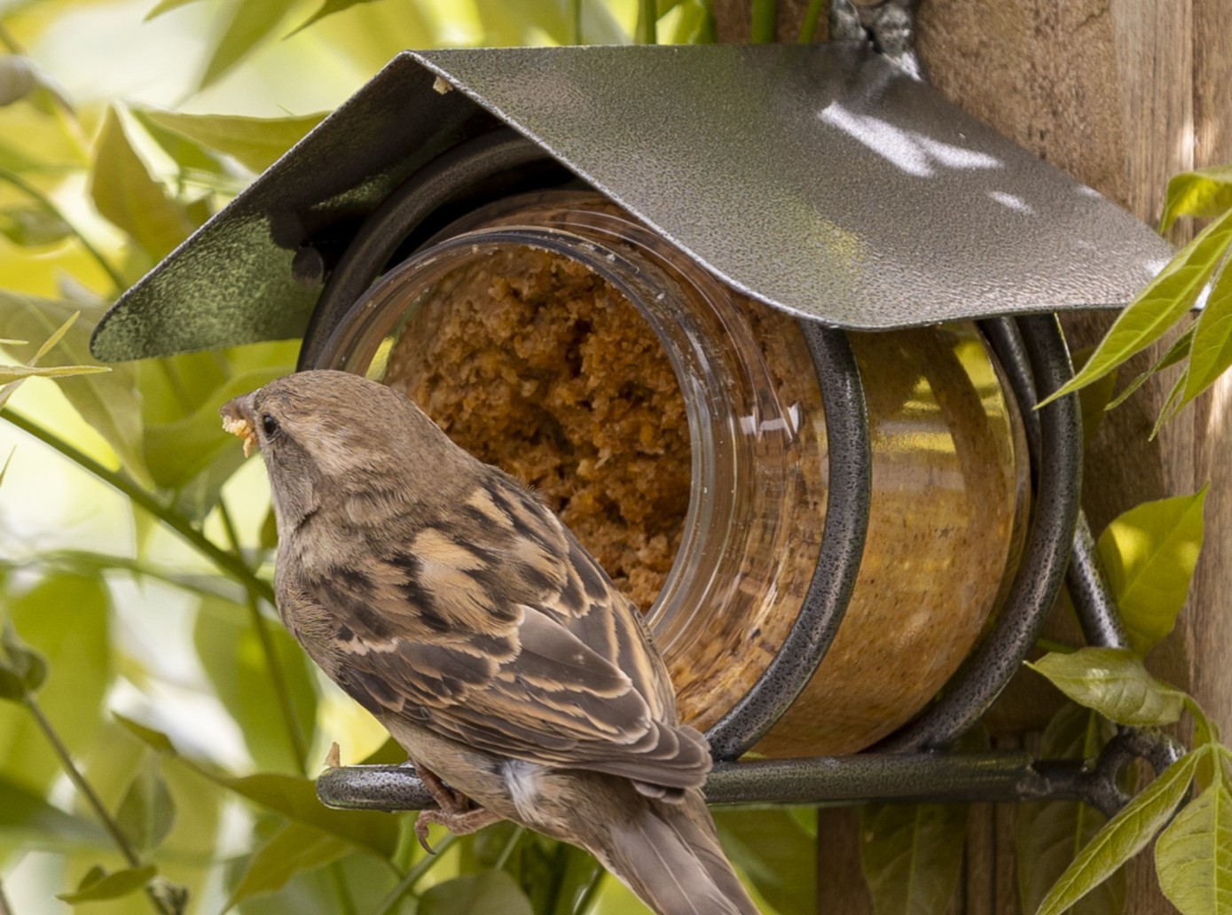 Een huismus bij een houder voor vogel pindakaas