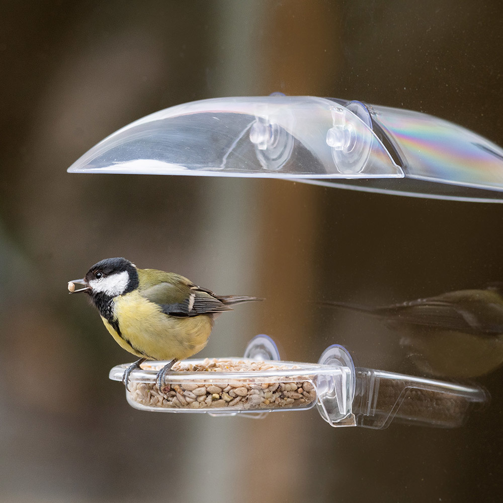 Een vogeltje op een vogelvoeder die aan het raam bevestigt is