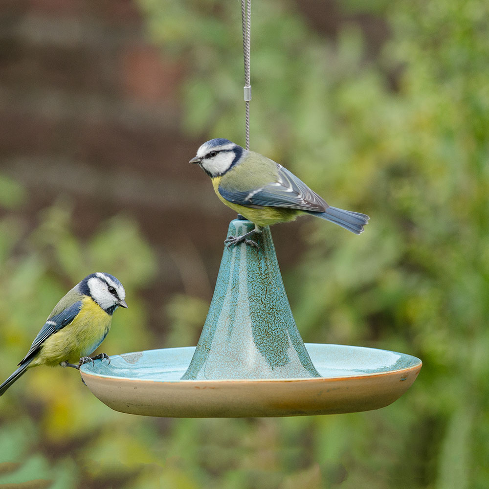 Twee pimpelmezen bovenop een vogelbad