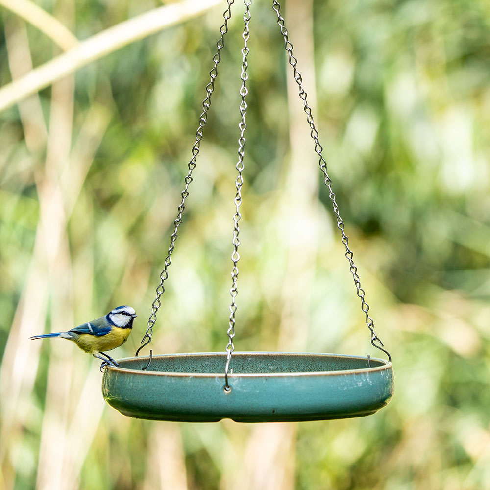 Een vogeltje op de rand van een vogelbad