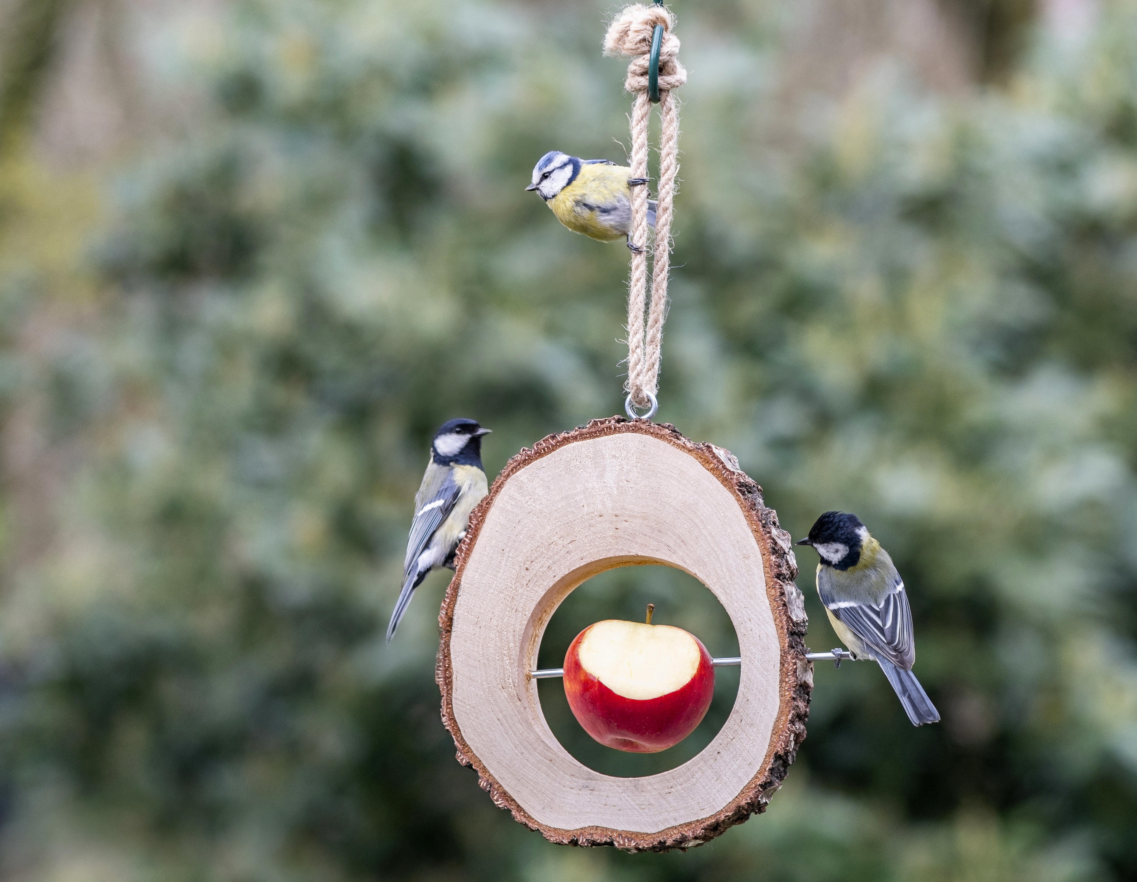 Twee mezen op een appelhouder