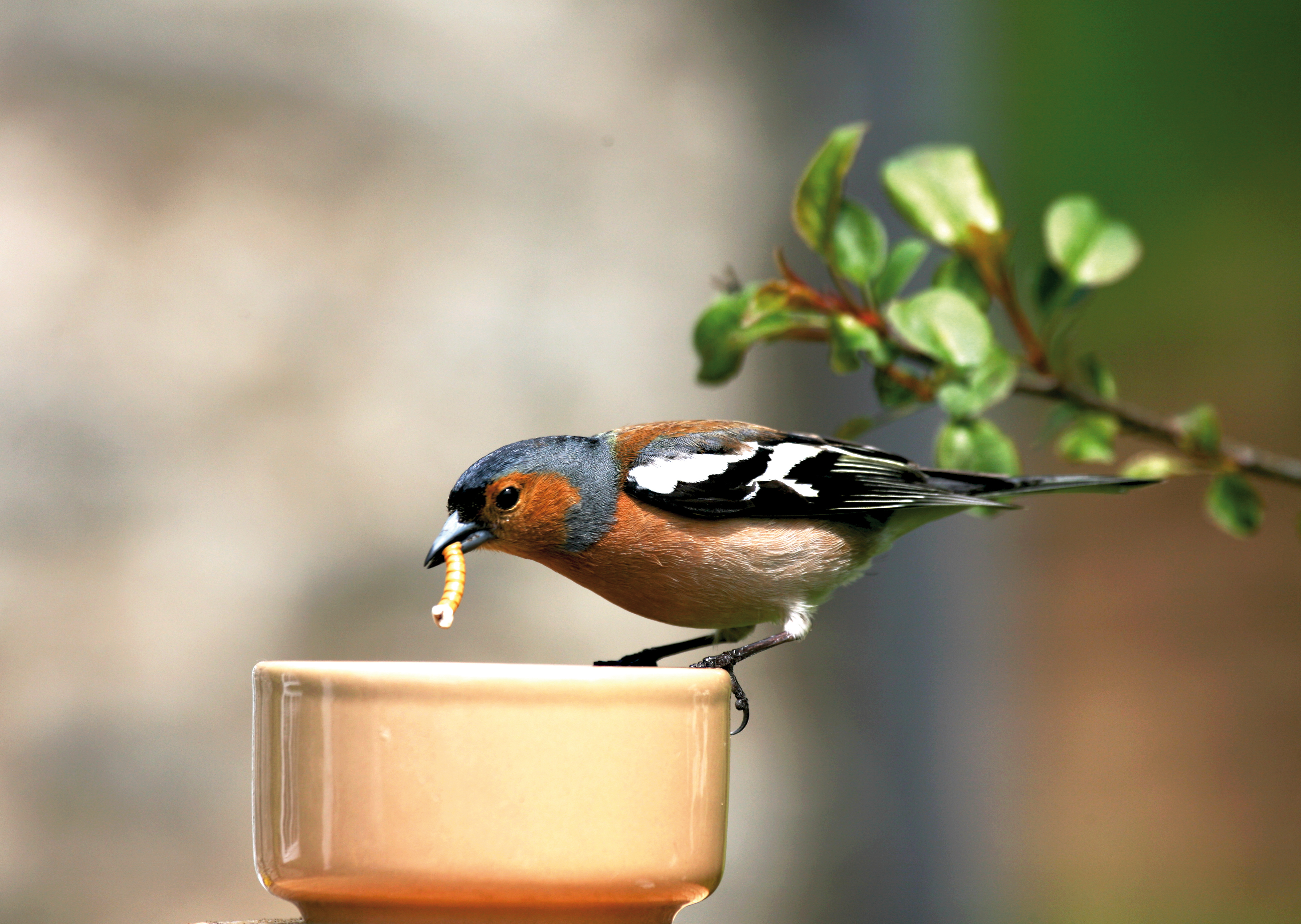 Een vink die wormpjes eet uit een voederbakje