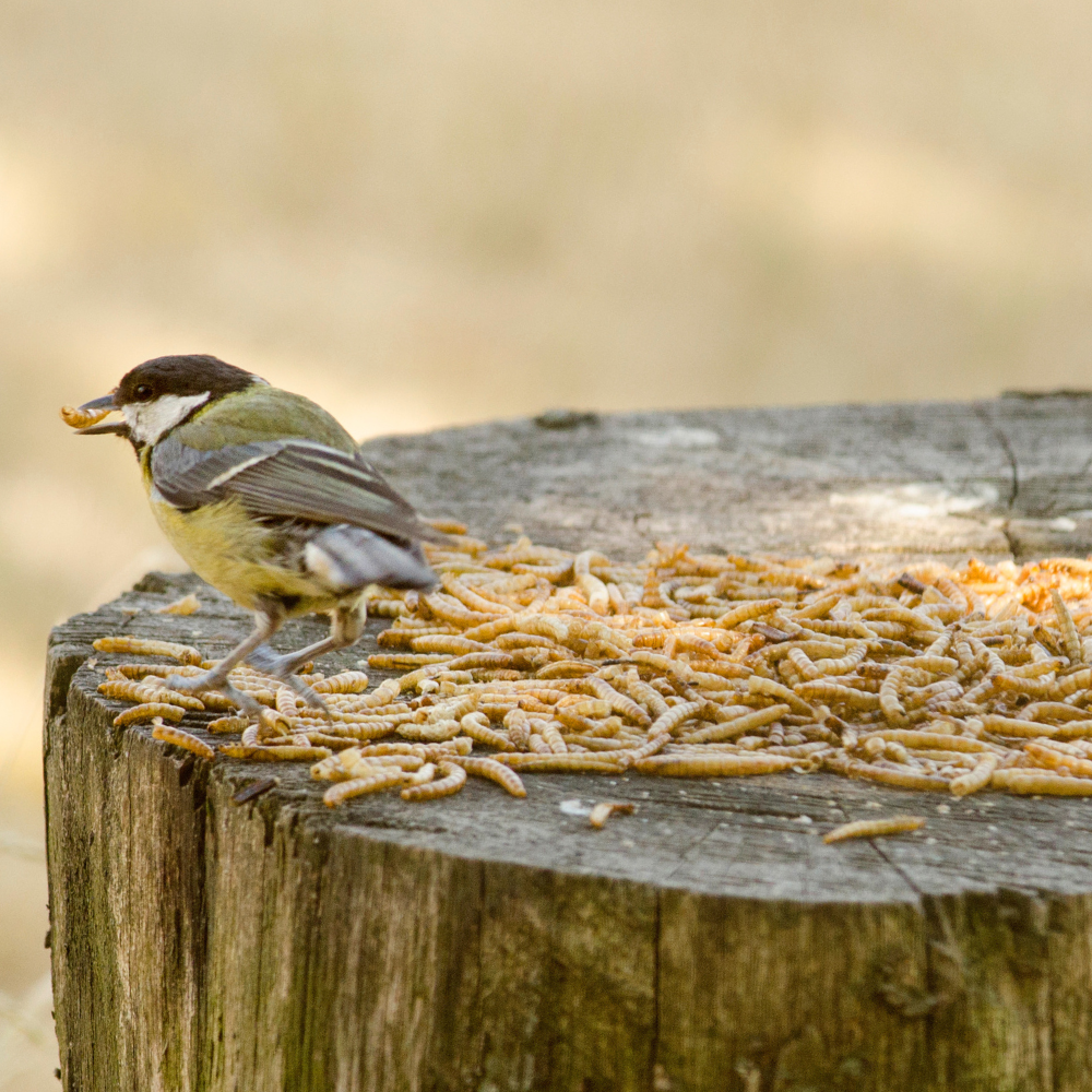 Gedroogde meelwormen op een boomstam voor vogeltjes