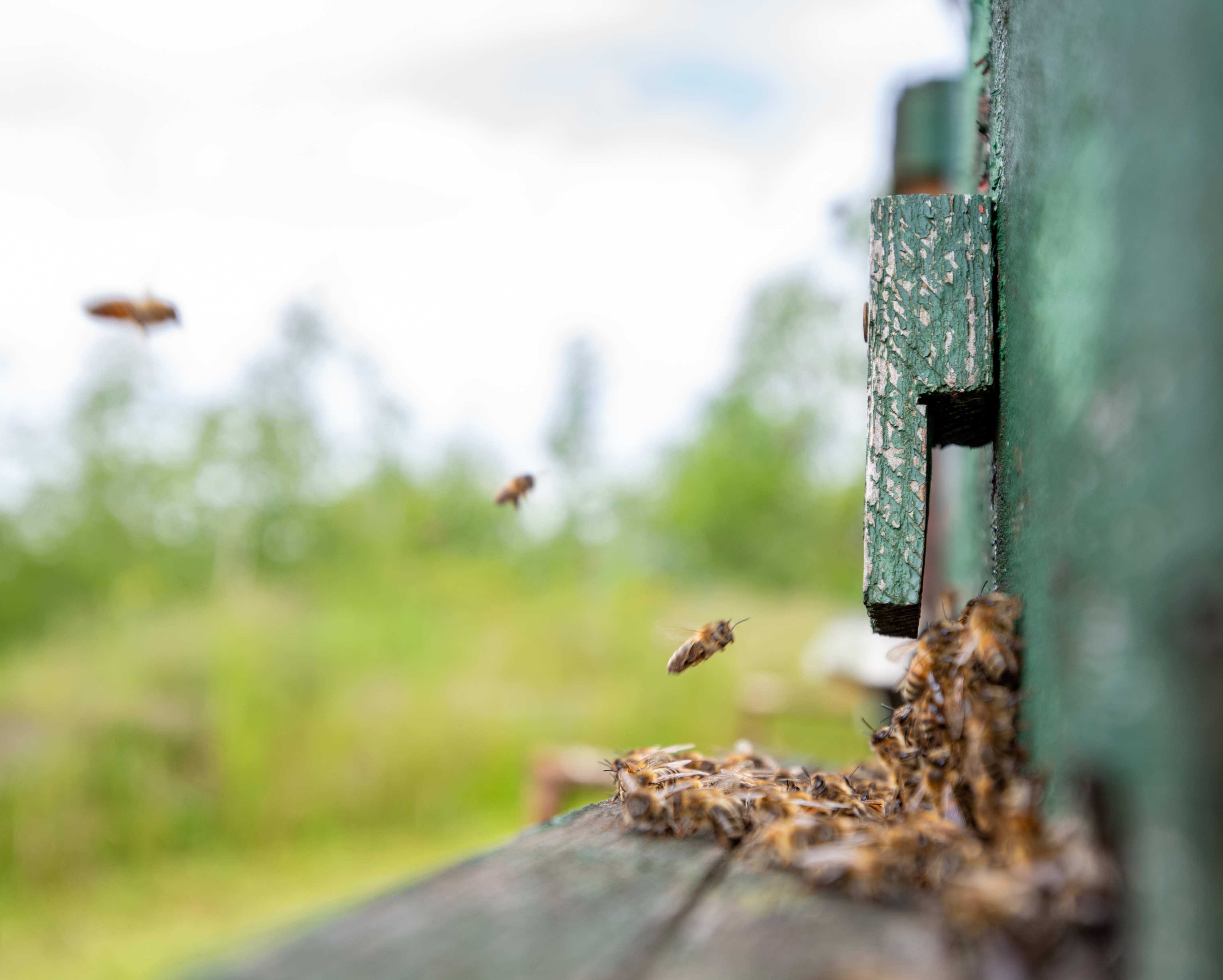 Verschillende insecten bij een insectenhotel