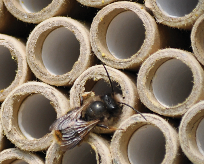 Een bij op een insectenhotel.