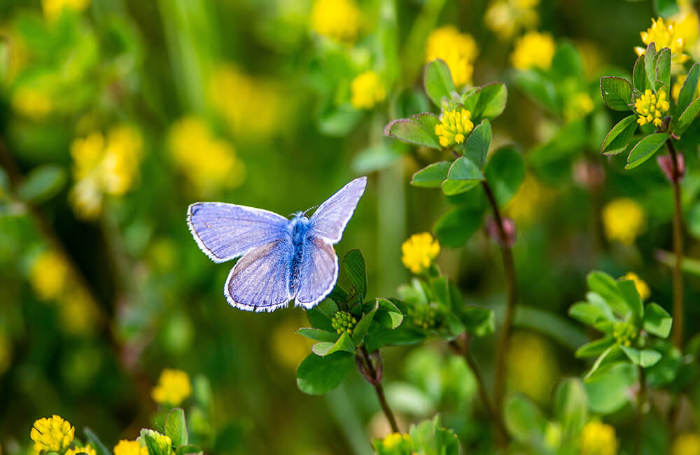 Plebejus argus, ook bekend als een heideblauwtje