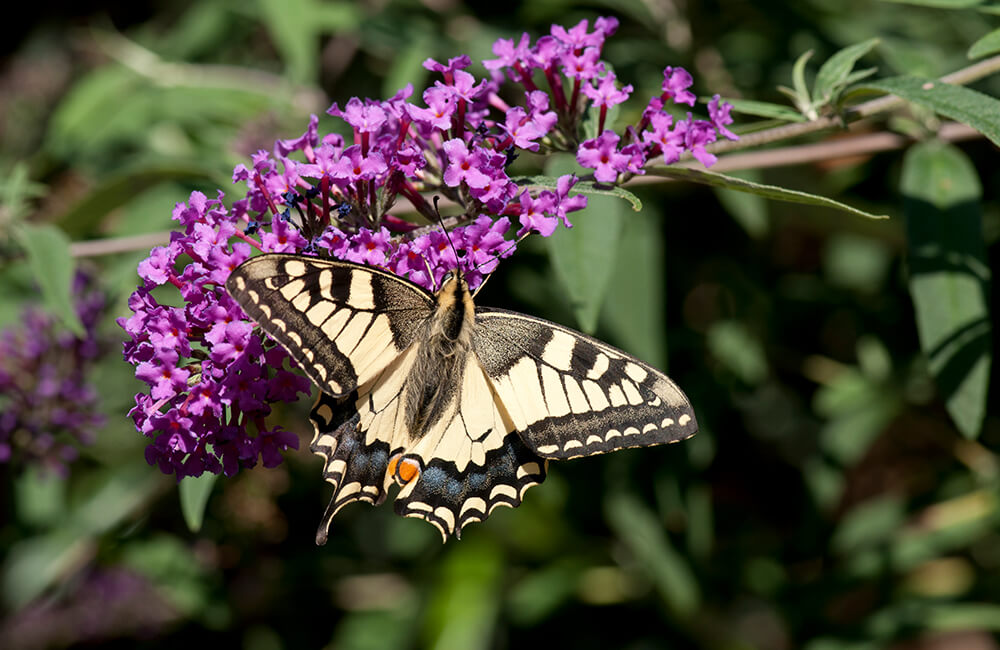 Papilio machaon, ook bekend als de oude wereld zwaluwstaart