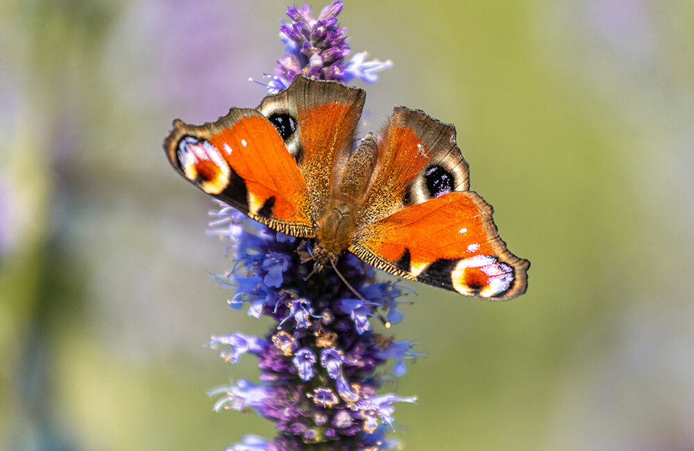 Aglais io, ook bekend als Europese pauwvlinder