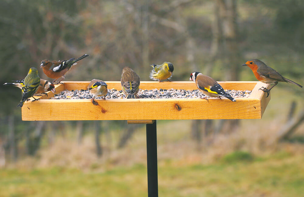 Verschillende soorten vinken en roodborstjes op bezoek op een vogelvoedertafel.