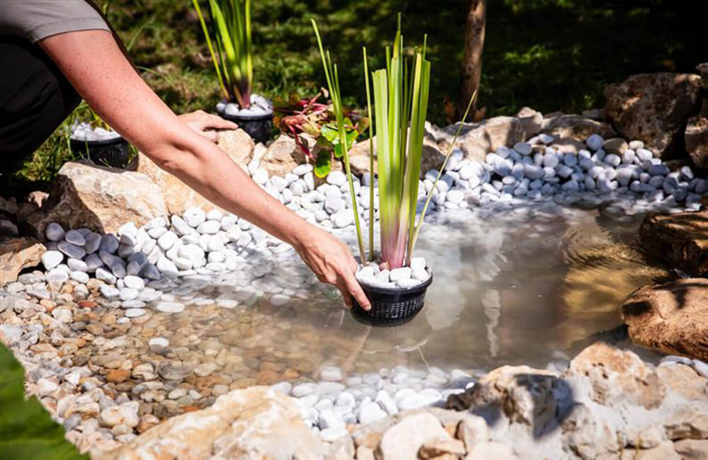 Planten worden in een vijver gezet
