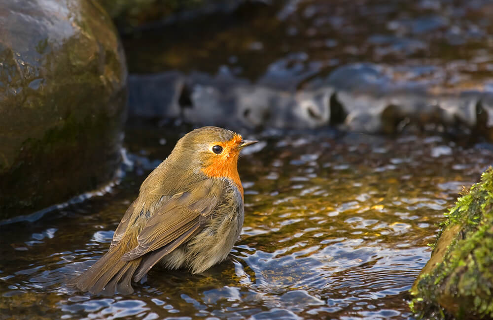 Een roodborstje dat op het punt staat om een bad te nemen in ondiep water.