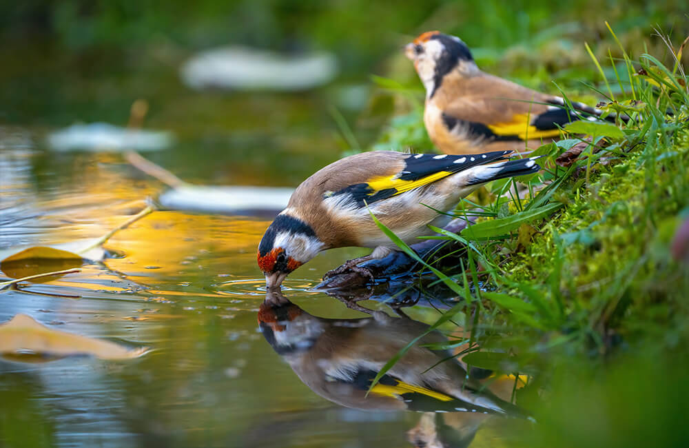 Twee distelvinken bij een vijver. Een van hen drinkt en je kunt bladeren op het water zien drijven.