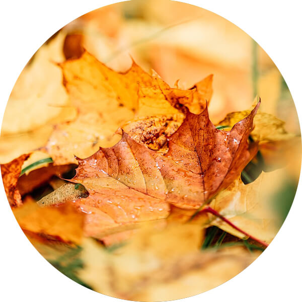 Wat gevallen bladeren op een bosgrond.