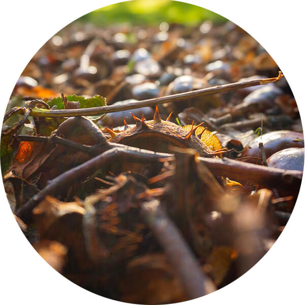 Een bosje twijgen op de bosgrond.