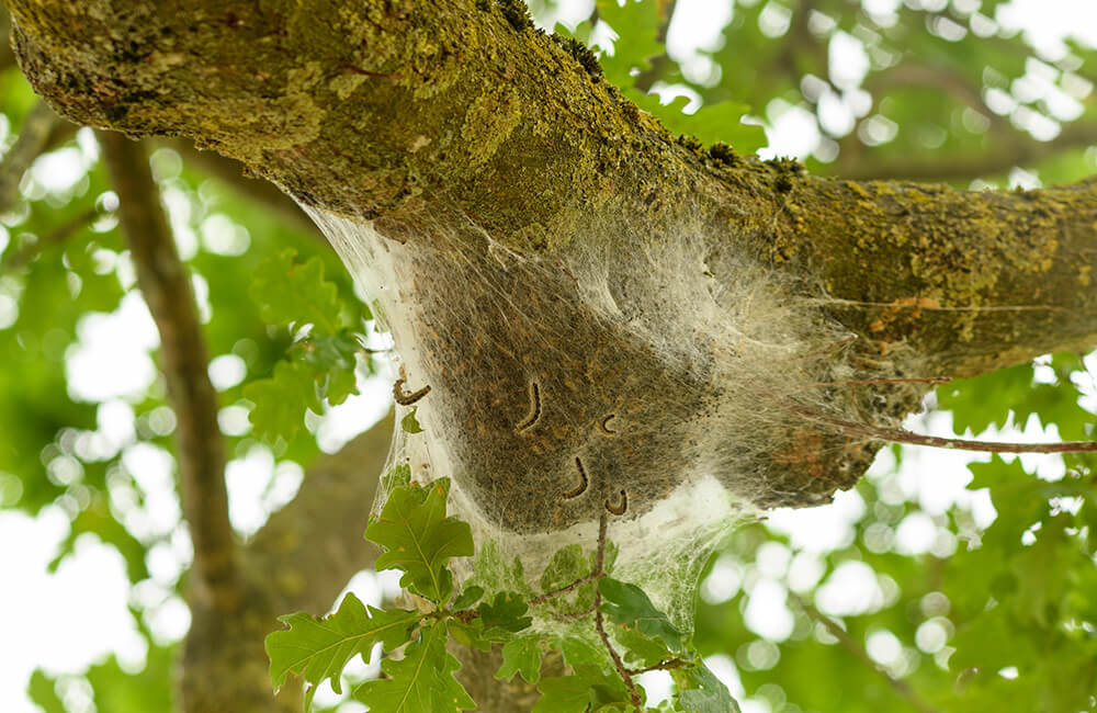 Een grote horde larven van de eikenprocessierups op een boomtak