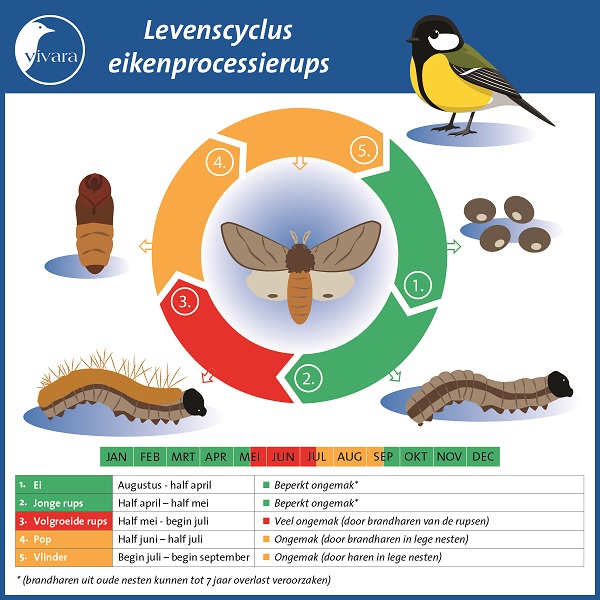 Infographic over de levenscyclus van eikenprocessierupsen