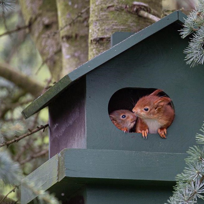 Twee eekhoorns in een nestkast in een boom