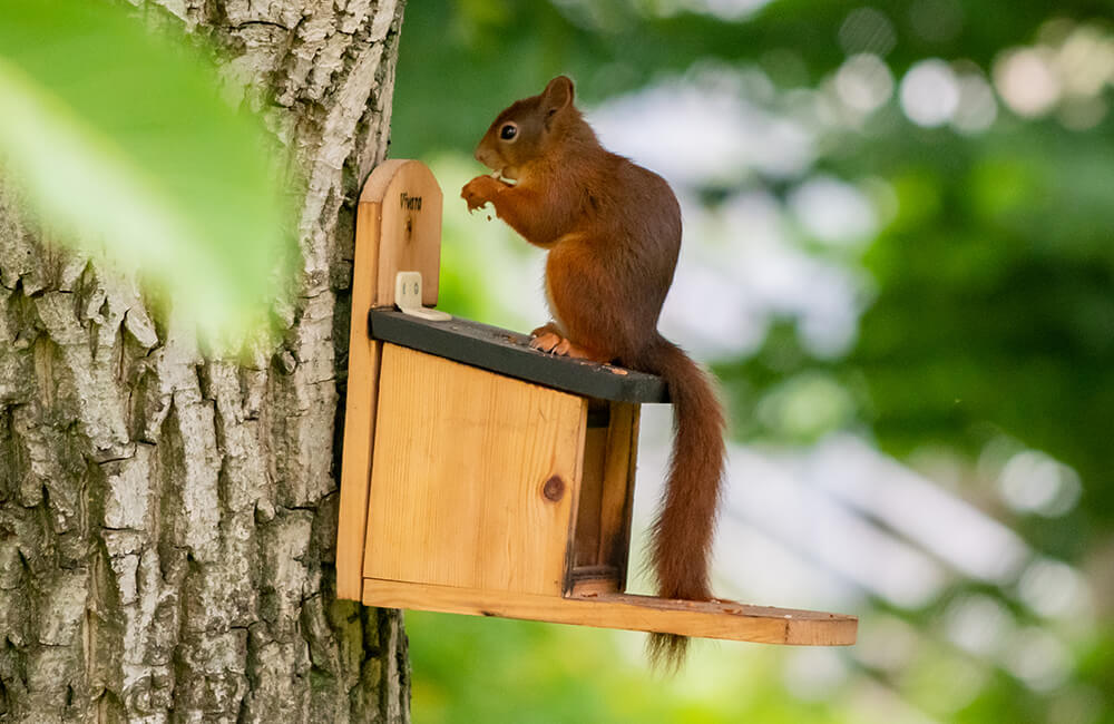Eekhoorn eet nootjes uit een eekhoorn voedersysteem hoog in de bomen