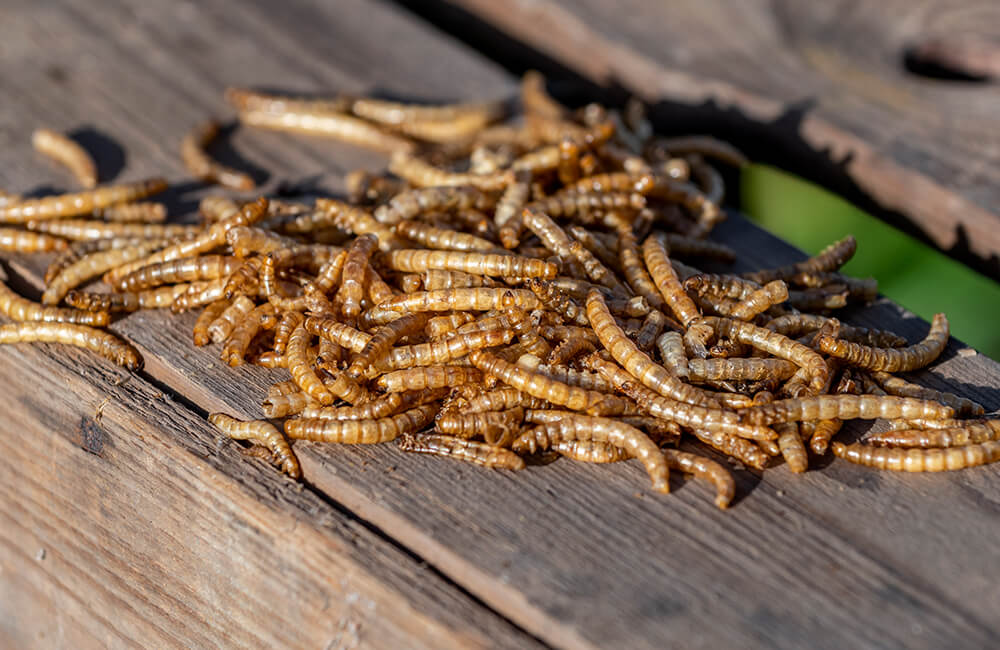 Gedroogde meelwormen voor vogels