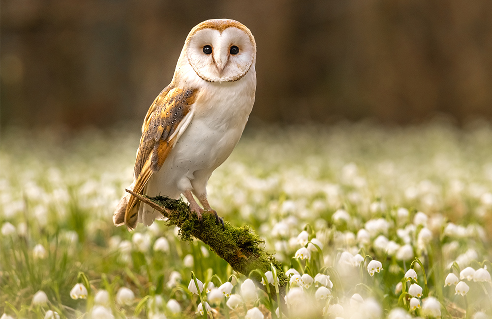 Een wilde kerkuil (Tyto alba) in een veld met bloemen