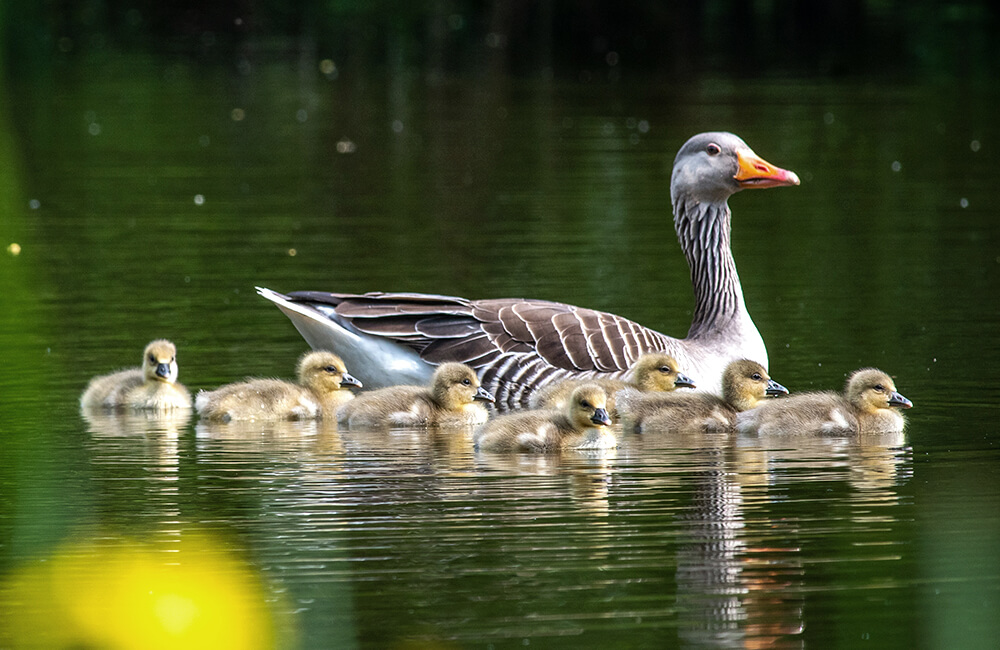Een familie eendjes in het water